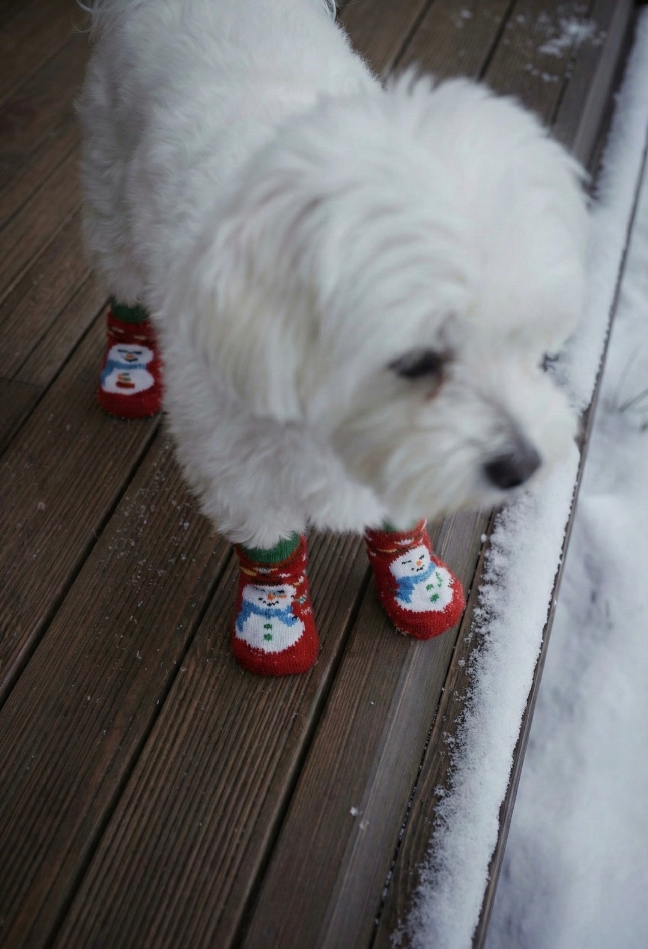 Non-Slip Christmas Dog Socks – Warm, Safe & Adorable
